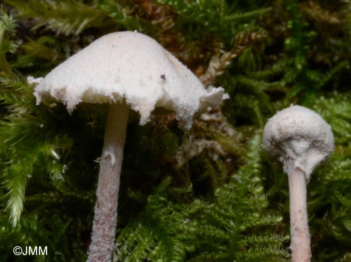 Cystolepiota seminuda