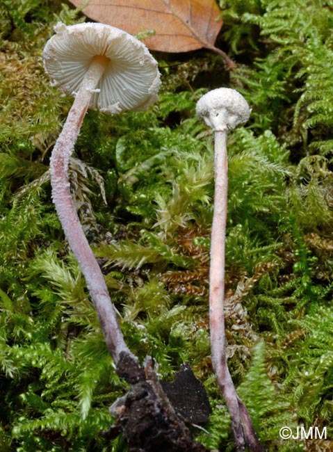 Cystolepiota seminuda