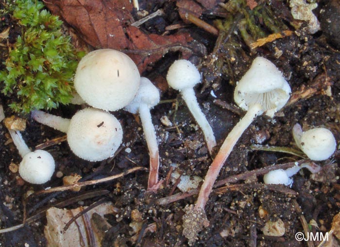 Cystolepiota seminuda