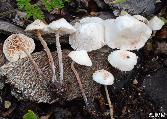 Cystolepiota seminuda