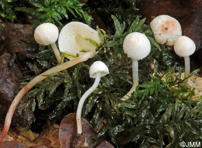 Cystolepiota seminuda