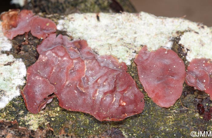Cytidia salicina
