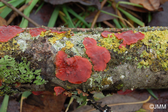 Cytidia salicina 