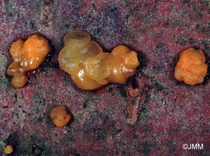 Dacrymyces stillatus