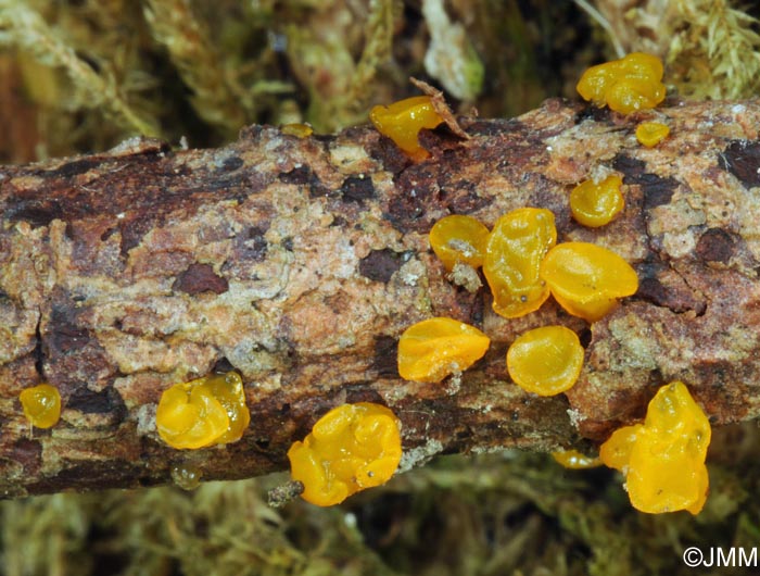 Dacrymyces variisporus