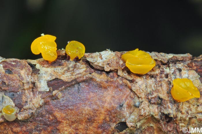 Dacrymyces variisporus