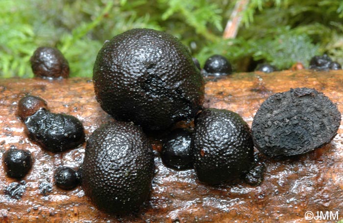 Daldinia childiae