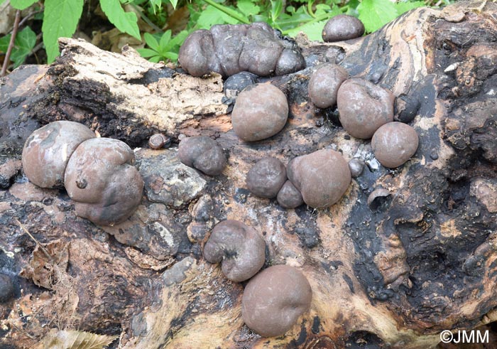 Daldinia concentrica
