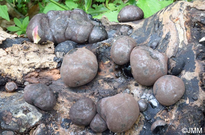 Daldinia concentrica