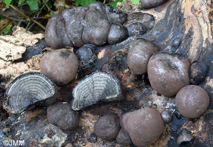 Daldinia concentrica