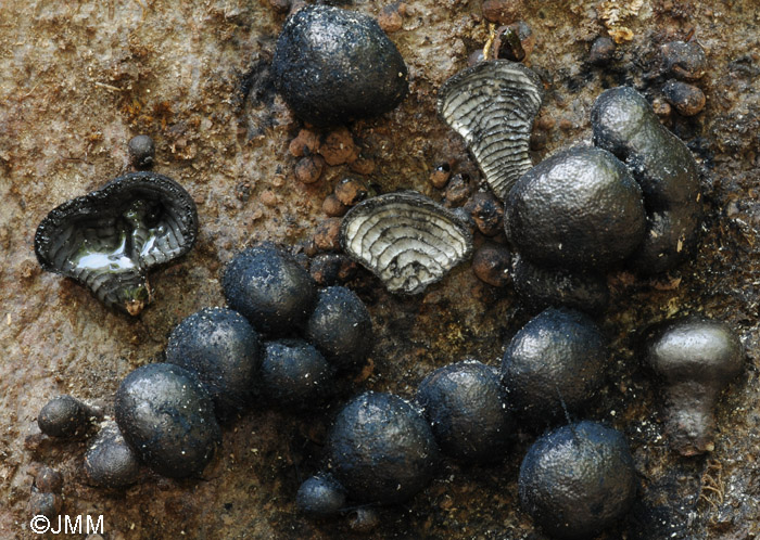 Daldinia vernicosa = Daldinia fissa