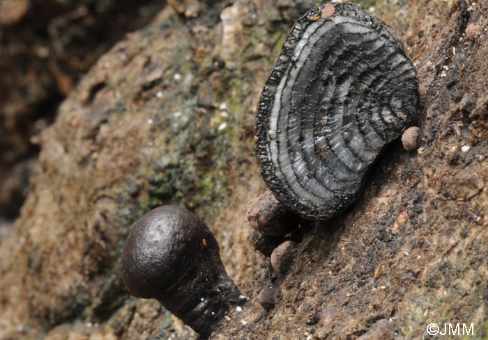 Daldinia vernicosa = Daldinia fissa