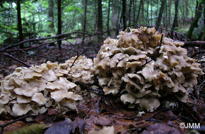 Dendropolyporus umbellatus