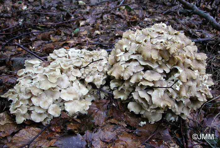 Dendropolyporus umbellatus