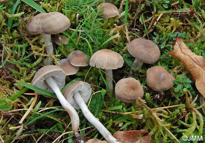 Dermoloma cuneifolium