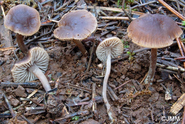 Dermoloma hygrophorus