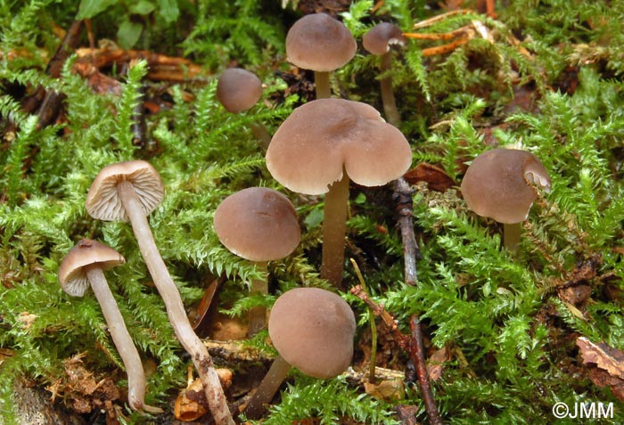 Dermoloma phaeopodium