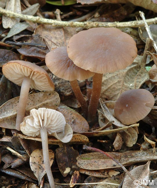 Dermoloma phaeopodium