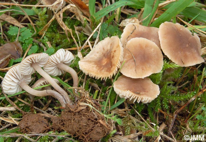 Dermoloma phaeopodium