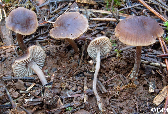 Dermoloma phaeopodium