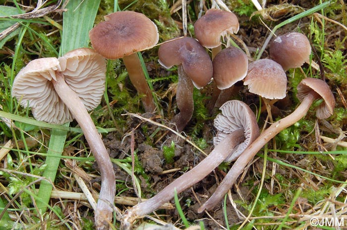 Dermoloma phaeopodium