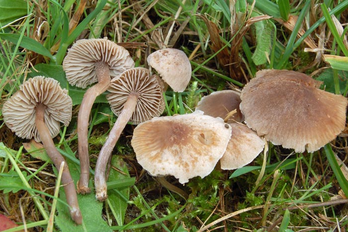 Dermoloma phaeopodium