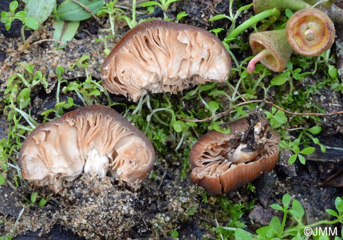 Descolea tenuipes var. rheophylla : formes semi-hypoges