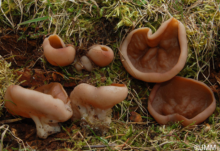 Gyromitra perlata = Discina perlata = Discina ancilis