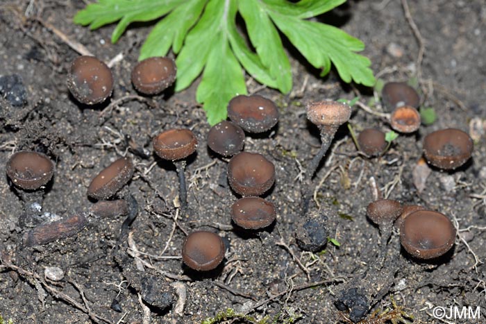 Dumontinia tuberosa = Sclerotinia tuberosa