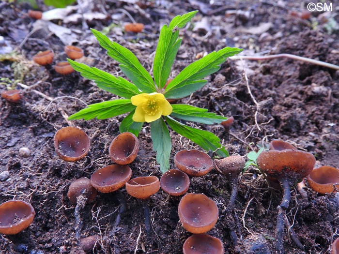 Dumontinia tuberosa = Sclerotinia tuberosa