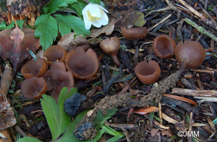 Dumontinia tuberosa = Sclerotinia tuberosa