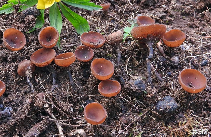 Dumontinia tuberosa = Sclerotinia tuberosa