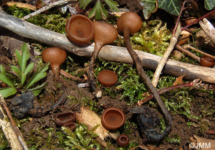 Dumontinia tuberosa = Sclerotinia tuberosa