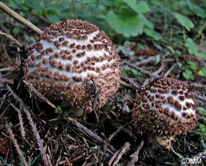 Echinoderma asperum