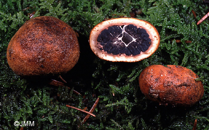 Elaphomyces granulatus