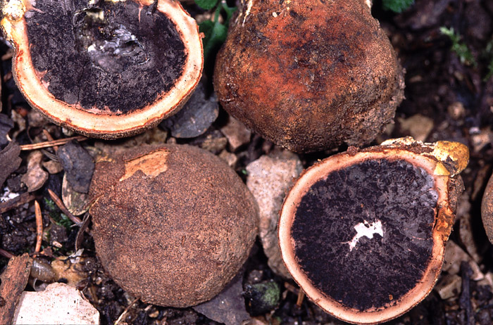 Elaphomyces granulatus