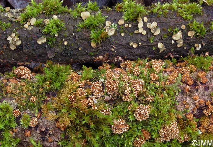 Encoelia fimbriata & Encoelia glauca