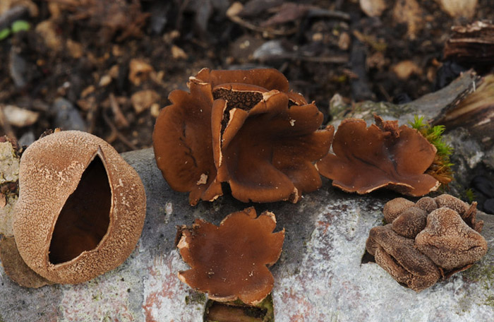 Encoelia furfuracea