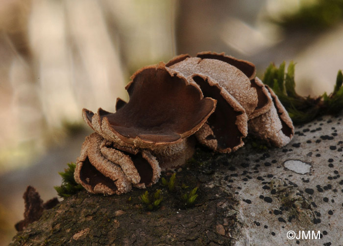 Encoelia furfuracea