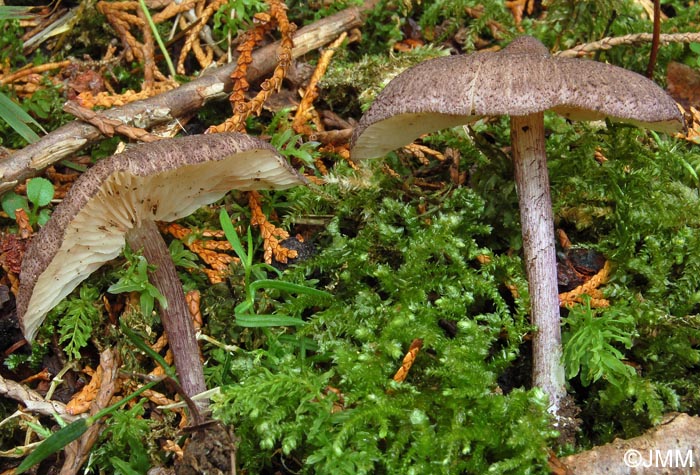 Entoloma allochroum