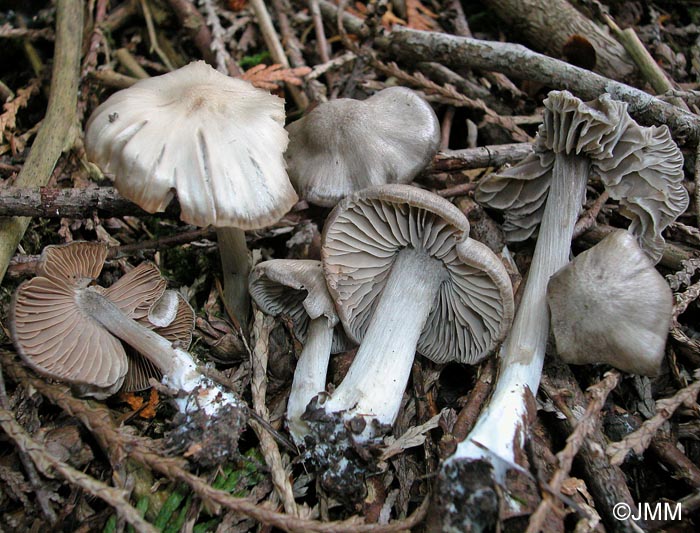 Entoloma ameides