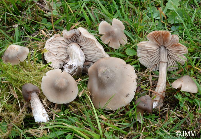 Entoloma ameides