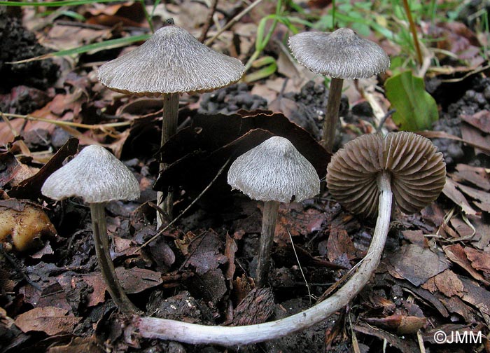 Entoloma araneosum