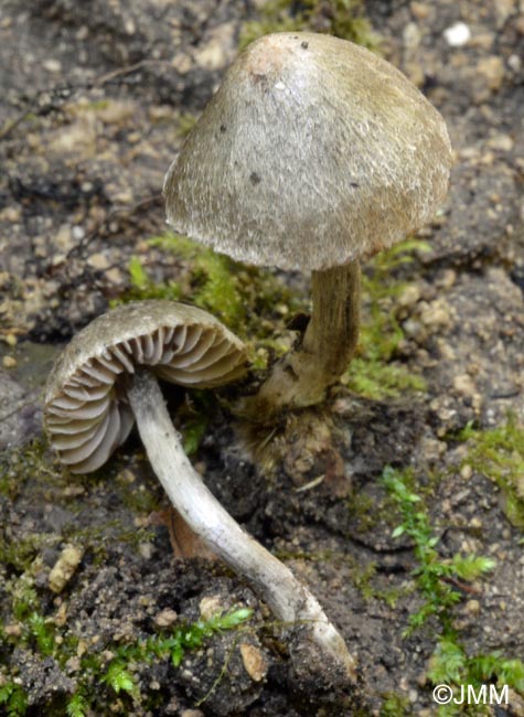 Entoloma araneosum