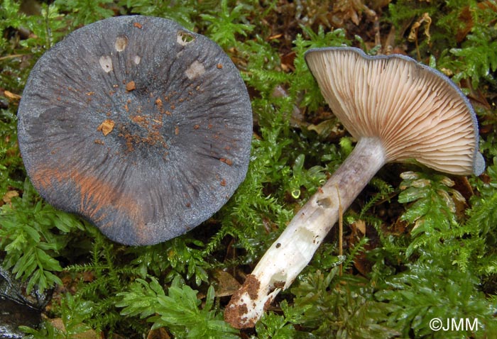 Entoloma bloxamii