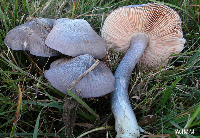 Entoloma bloxamii 