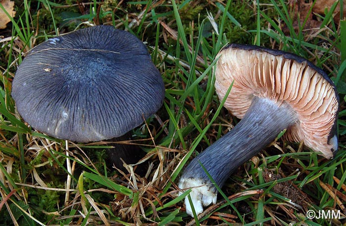 Entoloma bloxamii