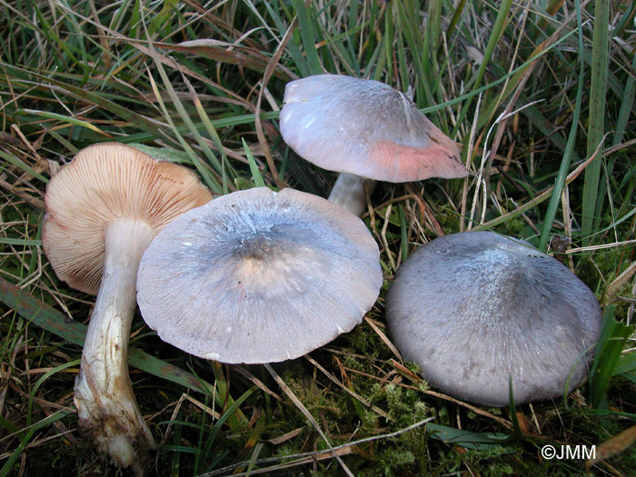 Entoloma bloxamii 