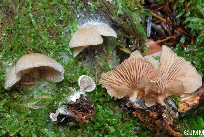 Entoloma byssisedum