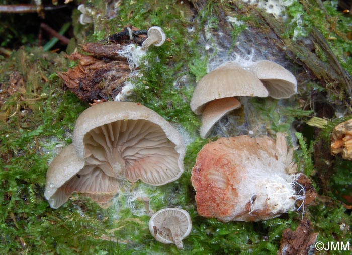 Entoloma byssisedum